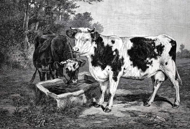 Agriculture, A water trough for cows in the pasture, two cows drinking, 1880, France, Historical, Digitally restored reproduction from a 19th century original, Record date not stated