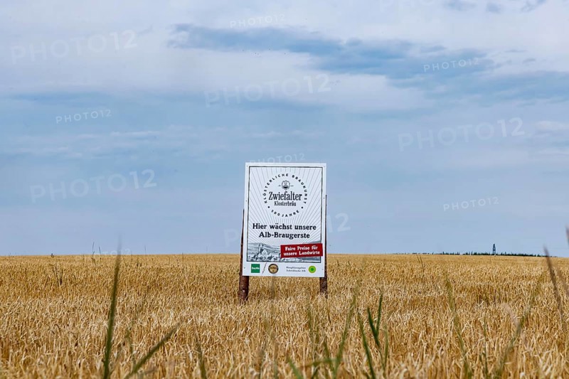 Barley field near Zwiefalten in the Swabian Alb. Growing area for the malting barley of the regional brewery Zwiefalter Klosterbräu. Zwiefalten, Baden-Württemberg, Germany