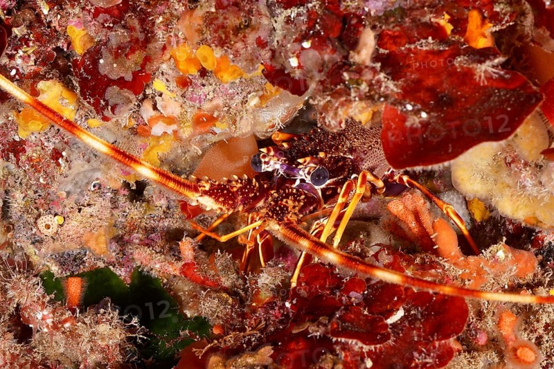 A European spiny crayfish (Palinurus elephas) hides between red and orange algae in the Mediterranean Sea near Hyères, dive site Peninsula Giens, Provence Alpes Côte d'Azur, France