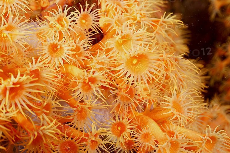 Close-up of Yellow cluster anemone (Parazoanthus axinellae) in the Mediterranean Sea near Hyères, dive site Giens Peninsula, Provence Alpes Côte d'Azur, France
