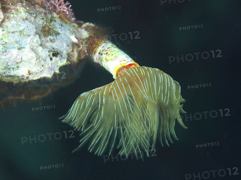 Tubular marine creature with fan-like structure, Protula tubularia (Protula tubularia), in dark underwater environment in the Mediterranean Sea near Hyères, dive site Giens Peninsula, Provence Alpes Côte d'Azur, France