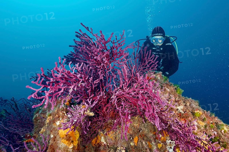 Diver underwater exploring Violescent sea-whip (Paramuricea clavata) on a rock in the Mediterranean Sea near Hyères, dive site Giens Peninsula, Provence Alpes Côte d'Azur, France