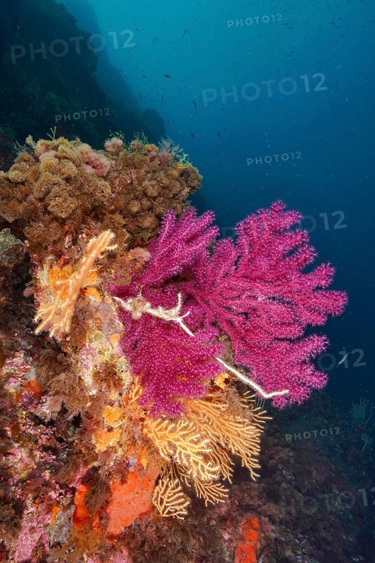 Violescent sea-whip (Paramuricea clavata) and yellow gorgonian (Eunicella cavolinii) in bright colours under water attached to rocks in the Mediterranean Sea near Hyères, dive site Giens Peninsula, Provence Alpes Côte d'Azur, France