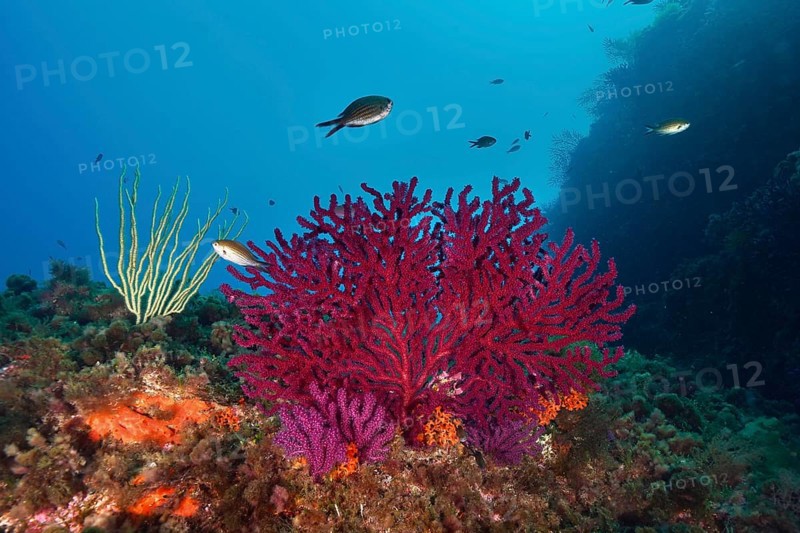 Vivid red Violescent sea-whip (Paramuricea clavata) and small fish under water in the Mediterranean Sea near Hyères, dive site Peninsula Giens, Provence Alpes Côte d'Azur, France