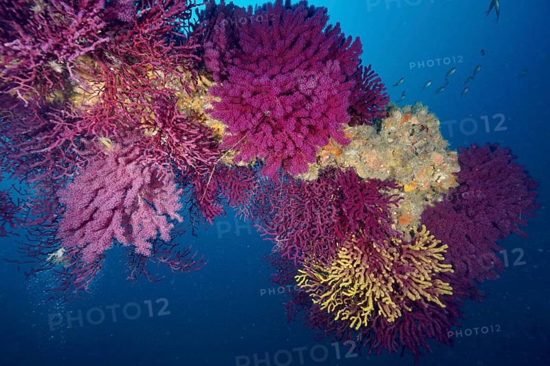 Violescent sea-whip (Paramuricea clavata) in a living underwater ecosystem in the Mediterranean Sea near Hyères, dive site Giens Peninsula, Provence Alpes Côte d'Azur, France