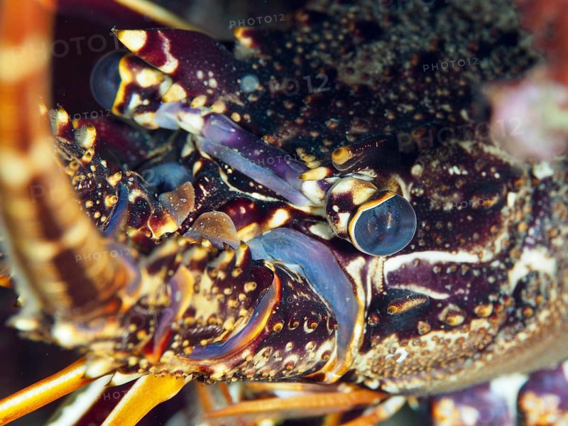 Close-up of a European spiny crayfish (Palinurus elephas) with detailed view of the head in the Mediterranean Sea near Hyères, dive site Peninsula Giens, Provence Alpes Côte d'Azur, France