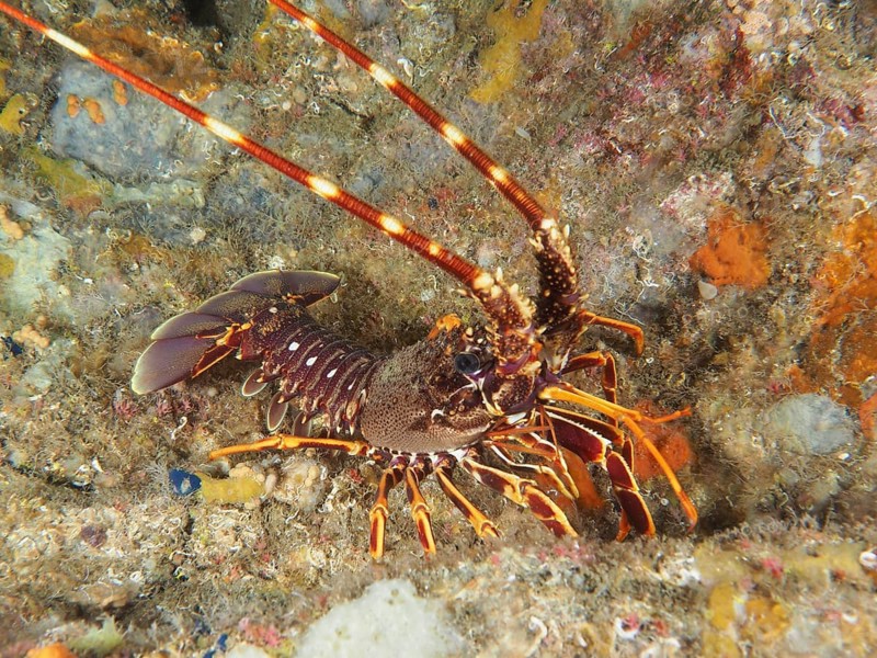 European spiny crayfish (Palinurus elephas) on a reef in the Mediterranean Sea near Hyères, dive site Giens Peninsula, Provence Alpes Côte d'Azur, France