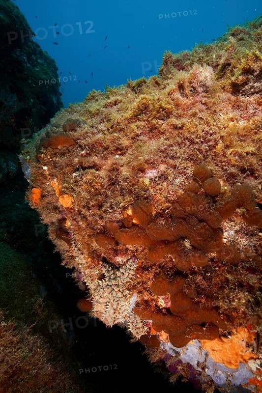 A large underwater rock formation with algae and clear water, hiding a well camouflaged ice star (Marthasterias glacialis), in the Mediterranean Sea near Hyères, dive site Giens Peninsula, Provence Alpes Côte d'Azur, France