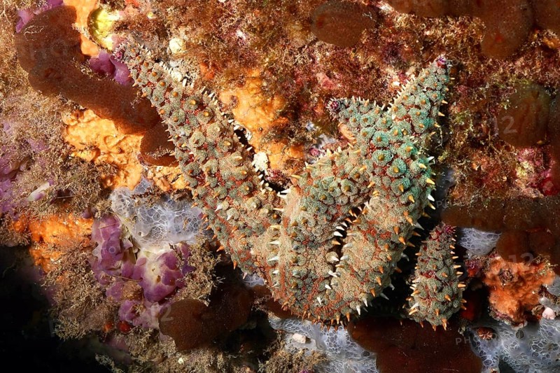 A starfish with a conspicuous structure, ice starfish (Marthasterias glacialis), on a reef in the Mediterranean Sea near Hyères, dive site Peninsula Giens, Provence Alpes Côte d'Azur, France