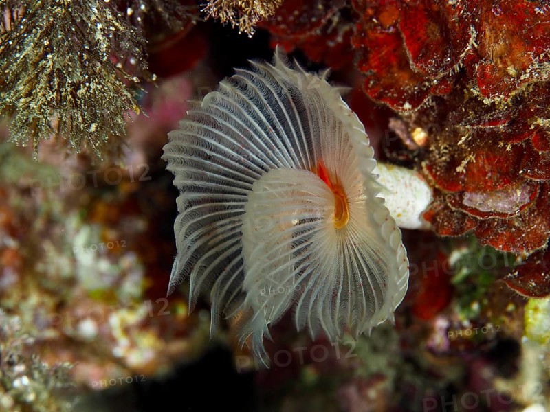 Whitish fan-shaped marine creature with decorative structures, Protula tubularia (Protula tubularia), in a living reef in the Mediterranean Sea near Hyères, dive site Giens Peninsula, Provence Alpes Côte d'Azur, France