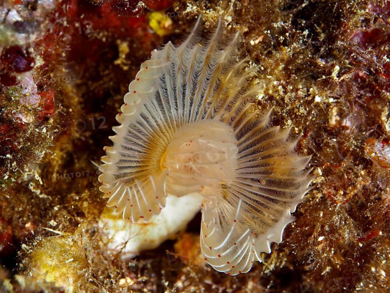 Fine structure of a fan-shaped marine creature with filigree details, Feather duster worm (Protula tubularia), underwater in the Mediterranean Sea near Hyères, dive site Giens Peninsula, Provence Alpes Côte d'Azur, France
