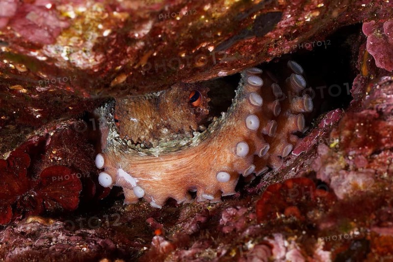 An octopus, Common Octopus (Octopus vulgaris) with visible tentacles, hiding in a rocky underwater cave in the Mediterranean Sea near Hyères, dive site Giens Peninsula, Provence Alpes Côte d'Azur, France