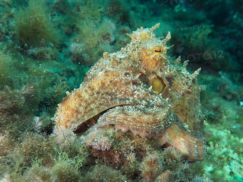 Octopus, Common Octopus (Octopus vulgaris) between algae on the seabed in the Mediterranean Sea near Hyères, dive site Giens Peninsula, Provence Alpes Côte d'Azur, France