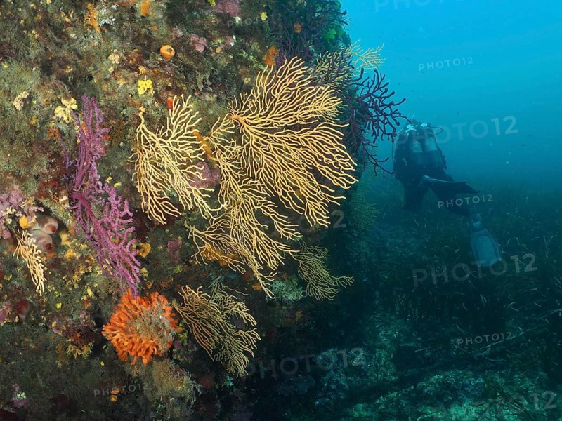 Colourful corals, yellow gorgonian (Eunicella cavolinii), on a steep wall under water, diver in the background, in the Mediterranean Sea near Hyères, dive site Giens Peninsula, Provence Alpes Côte d'Azur, France