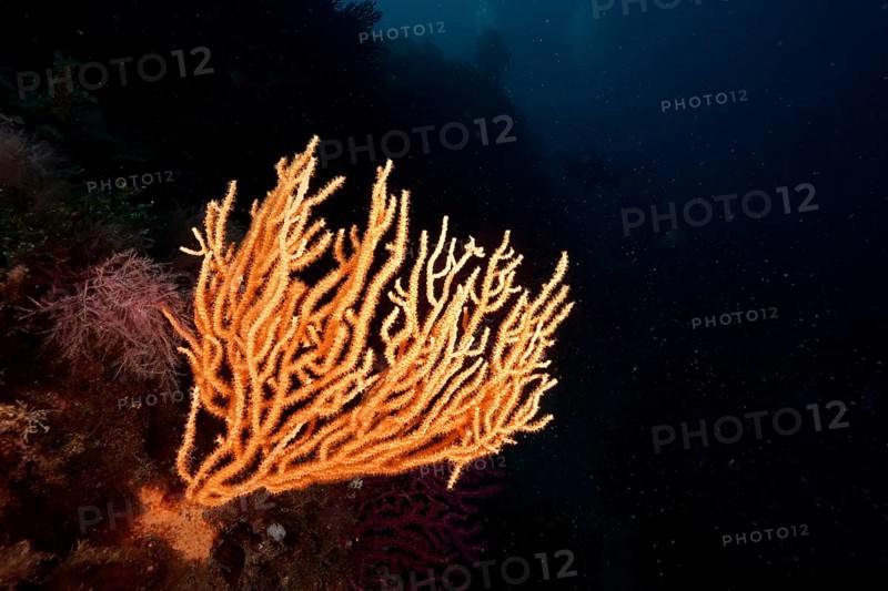 Bright yellow gorgonian (Eunicella cavolinii) stands out in the dark sea depths in the Mediterranean Sea near Hyères, dive site peninsula Giens, Provence Alpes Côte d'Azur, France