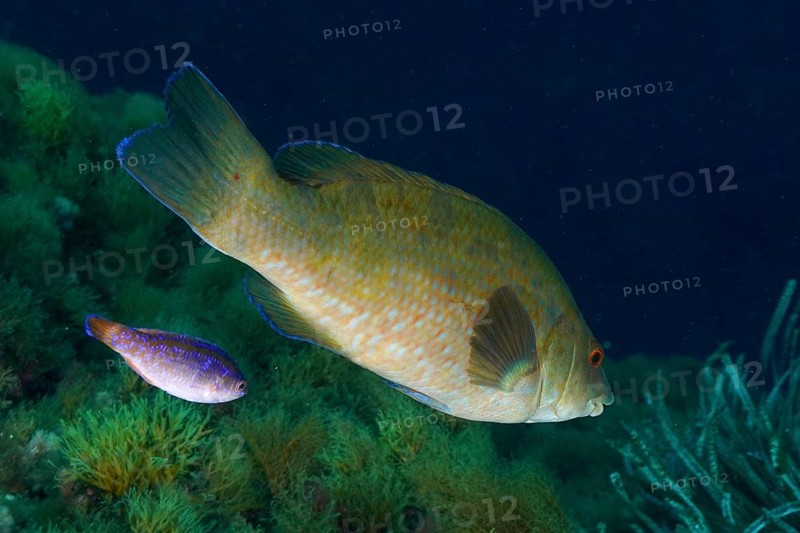 Large Ballan wrasse (Labrus bergylta) and smaller fish side by side in a wide blue sea scenario in the Mediterranean Sea near Hyères, dive site Giens Peninsula, Provence Alpes Côte d'Azur, France