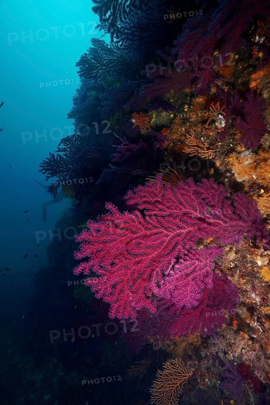 Dark underwater image of Violescent sea-whip (Paramuricea clavata) on a rock face in the deep Mediterranean Sea near Hyères, dive site Peninsula Giens, Provence Alpes Côte d'Azur, France