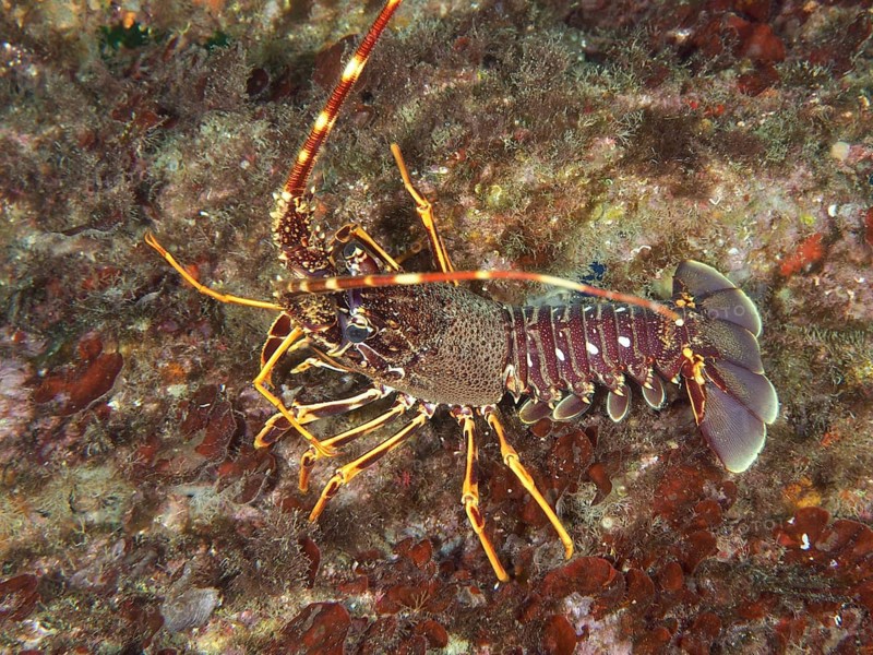 A European spiny crayfish (Palinurus elephas) in its natural environment on a seabed in the Mediterranean Sea near Hyères, Giens Peninsula dive site, Provence Alpes Côte d'Azur, France