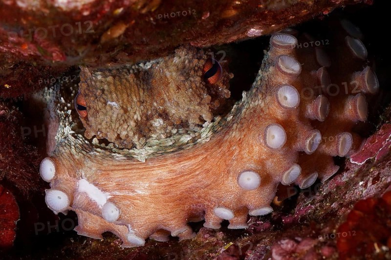 Octopus, Common Octopus (Octopus vulgaris), hidden in rocky underwater cave, showing tentacle pattern and improving camouflage in the Mediterranean Sea near Hyères, dive site Giens Peninsula, Provence Alpes Côte d'Azur, France