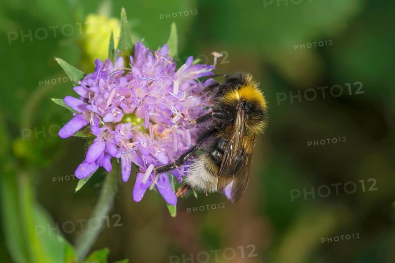 A White-tailed Bumblebee (Bombus lucorum) sits on a forest widow flower (Knautia dipsacifolia) and collects nectar, Baden-Württemberg, Germany
