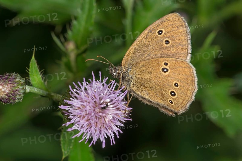 A brown woodland bird (Aphantopus hyperantus) sits on a thistle (Cirsium arvense) flower in a green environment, Baden-Württemberg, Germany