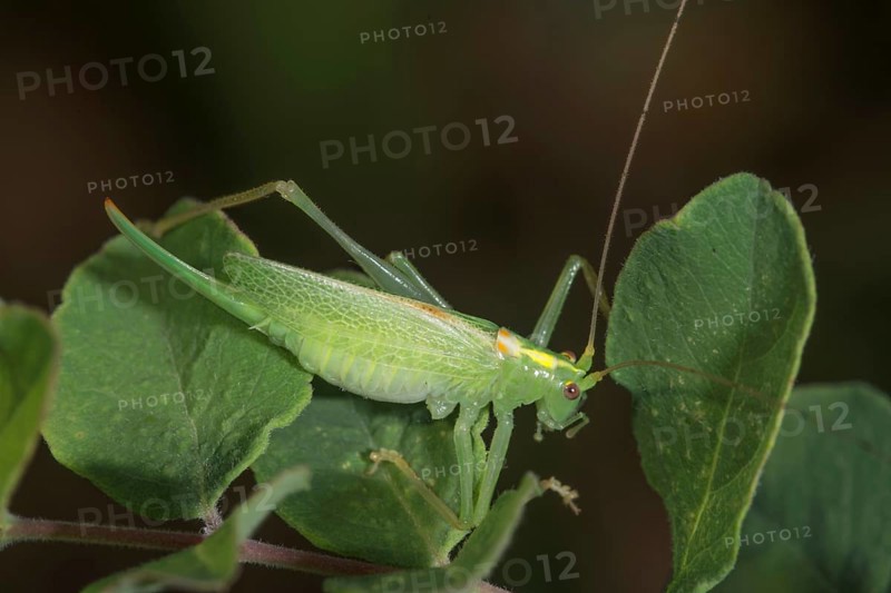 A female oak grasshopper (Meconema thalassinum) sitting on a leaf in a natural environment, Baden-Württemberg, Germany