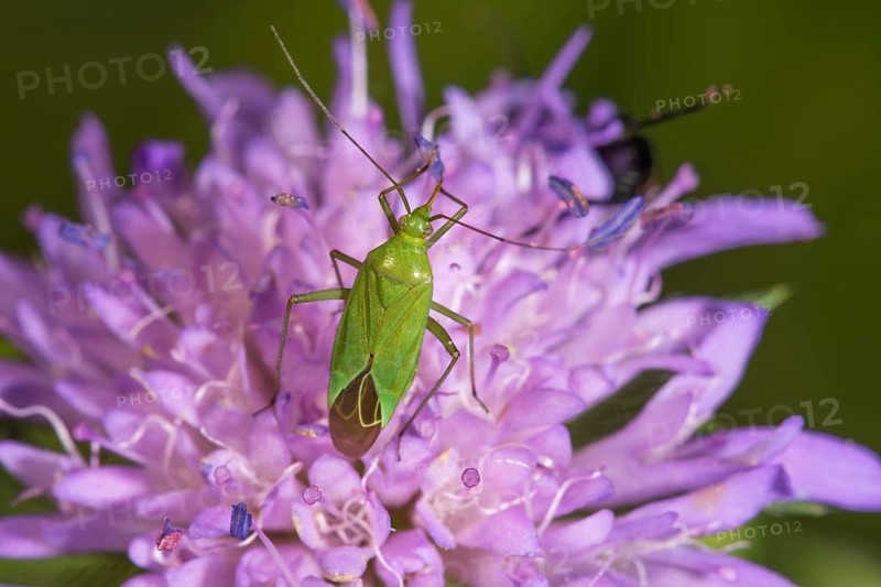 Calocoris affinis (Calocoris affinis) on Knautia dipsacifolia, Baden-Württemberg, Germany