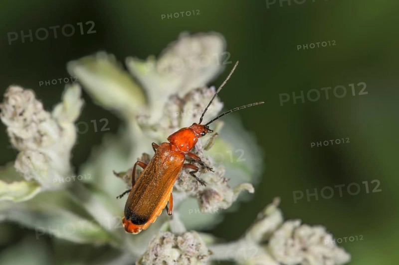 A red and yellow beetle (Rhagonycha fulva) sitting on a flower of dwarf elderberry (Sambucus ebulus) in a natural environment, Baden-Württemberg, Germany