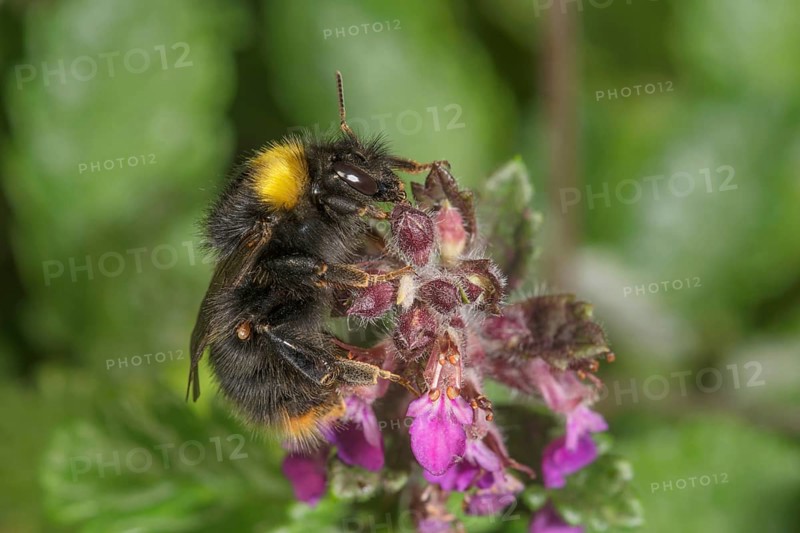 A meadow bumblebee (Bombus pratorum) sitting on a pink flower of edelgamander in green surroundings, Baden-Württemberg, Germany