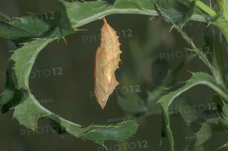 A pupa of the Small tortoiseshell (Aglais urticae) hanging from a leaf of the marsh thistle (Cirsium palustre) in a natural environment, Baden-Württemberg, Germany