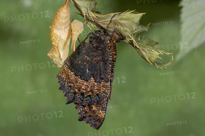 A newly hatched Small tortoiseshell (Aglais urticae) hanging from a cocoon on the leaf of a marsh thistle in a natural environment, Baden-Württemberg, Germany