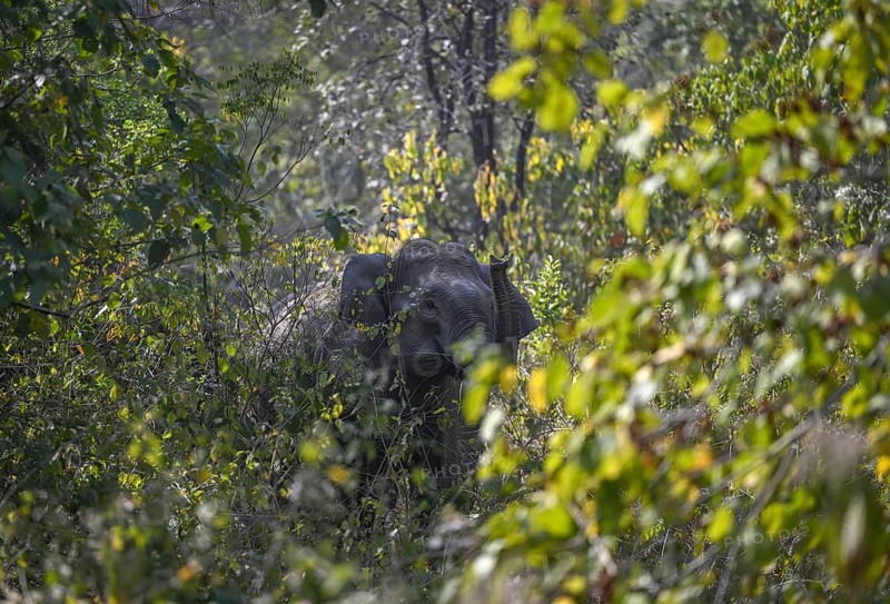 Indian elephant (Elephas maximus indicus) in the undergrowth, Corbett National Park, near Ramnagar, Uttarakhand State, India