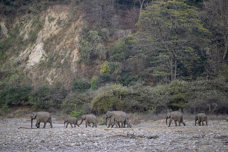 Indian elephants (Elephas maximus indicus), Corbett National Park, near Ramnagar, Uttarakhand State, India