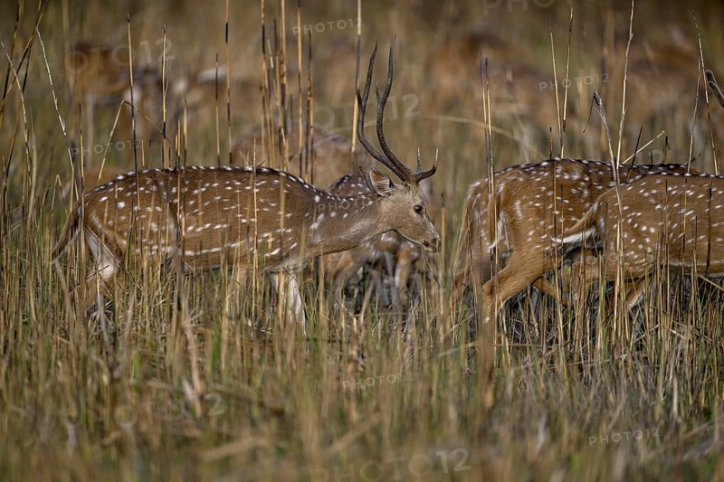 Axis deer or chitals (Axis axis) in tall grass, Corbett National Park, near Ramnagar, Uttarakhand State, India