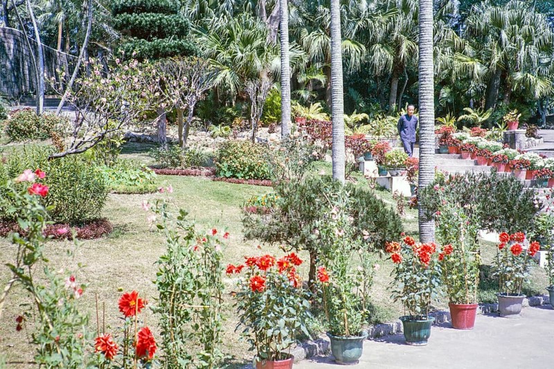 Man walking down steps in garden of potted dahlia plants, palm trees and lawn, Macau, Asia 1964 thought to be Jardim De Luis De Camoes garden
