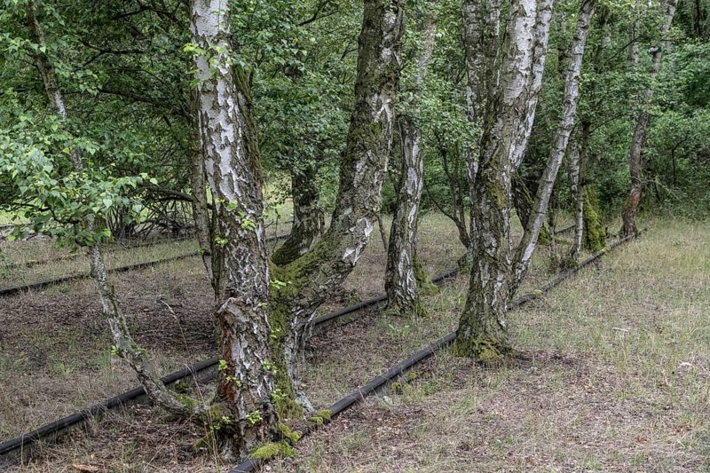 Renaturalisation in the Schöneberger Südgelände nature park, birch trees (Betula pendula) between old railway tracks, Berlin, Germany