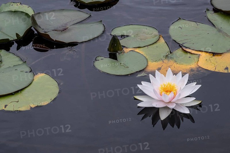 Water lilies (Nymphaea), Berlin, Germany