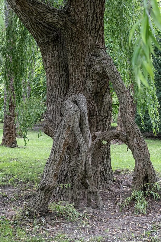 Abnormal trunk of a weeping willow (Salix babylonica), Berlin, Germany