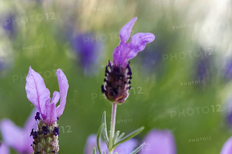 Crested lavender flowers (Lavendula stoechas) in intense shades of purple against a blurred background, Siegen