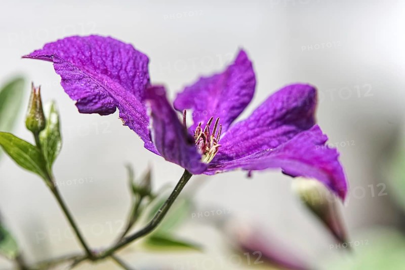 Purple clematis flower in full bloom with fine structures against a light background, Siegen