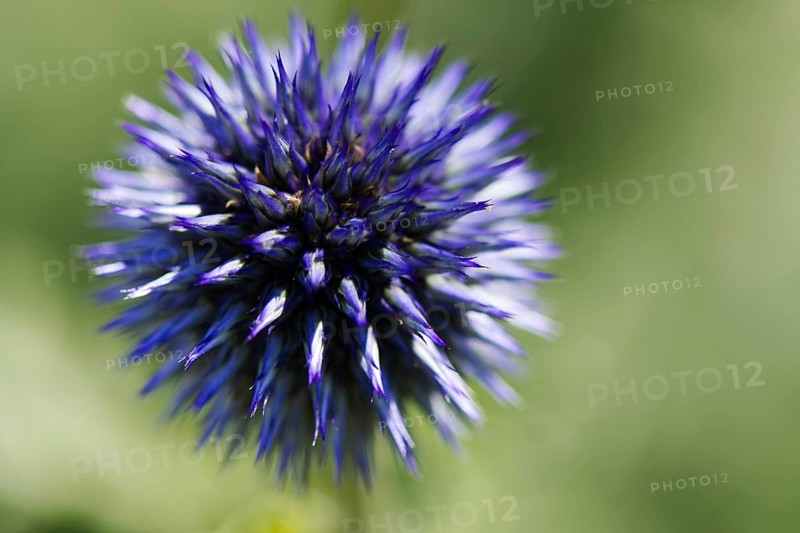Close-up view of a single blue globe thistle (Echinops) with clearly visible pointed flower spikes on a blurred background, Siegen