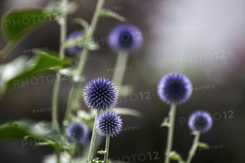 Several blue globe thistles (Echinops) in front of a blurred background, in a natural garden setting, Siegen