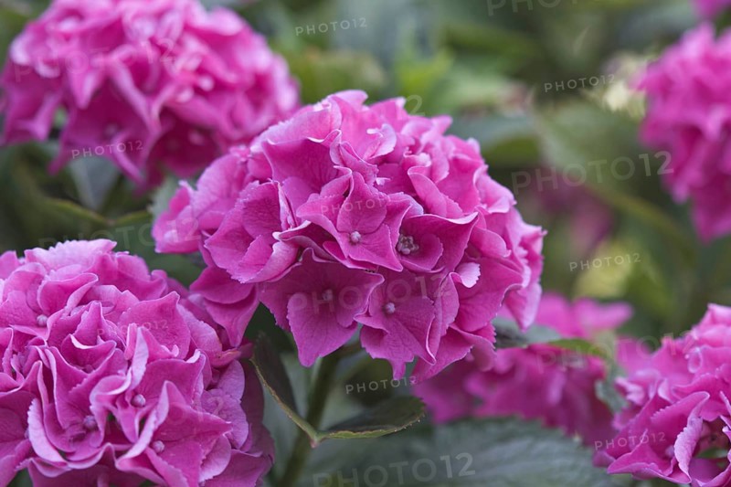 Close-up of pink hydrangea flowers (Hortensius) in full bloom, embodying freshness and natural beauty, Siegen
