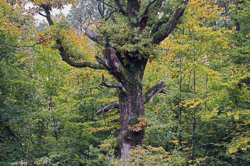 An old, mossy tree in an autumnal forest, Siegen