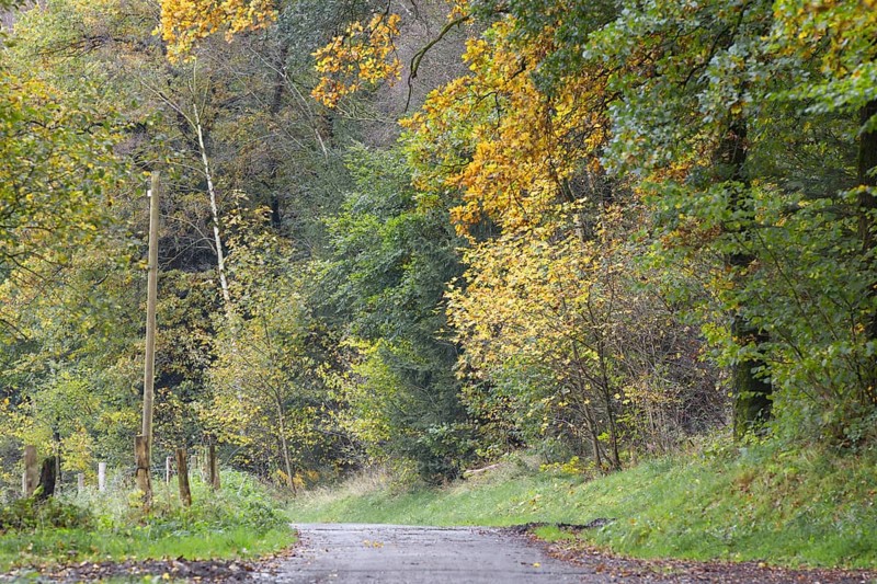An autumnal forest path surrounded by yellow and green trees, Siegen