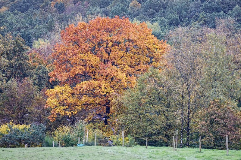 A tree in autumnal colours stands out from a green forest in a rural region, Siegen