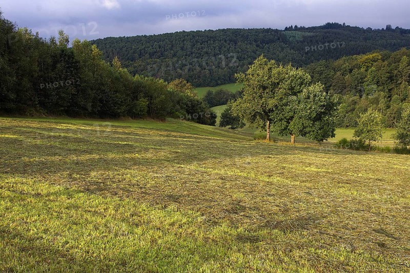 Autumnal fields with trees and sunlight in a hilly landscape, Siegen