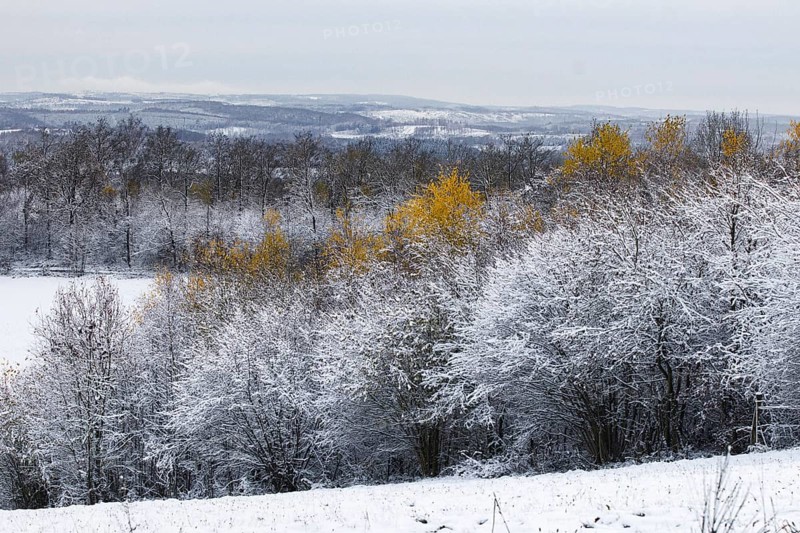 Snow-covered trees and hills with scattered golden leaves in a wintry landscape, Siegen