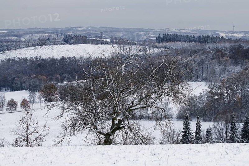A bare tree in front of a snow-covered landscape that appears cold and calm in winter, Siegen