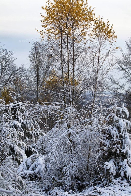 Snow-covered trees and bushes in a tranquil winter landscape, Siegen